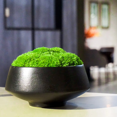 LOCHTE ARTIFICIAL PLOTTED PLANT ' 24